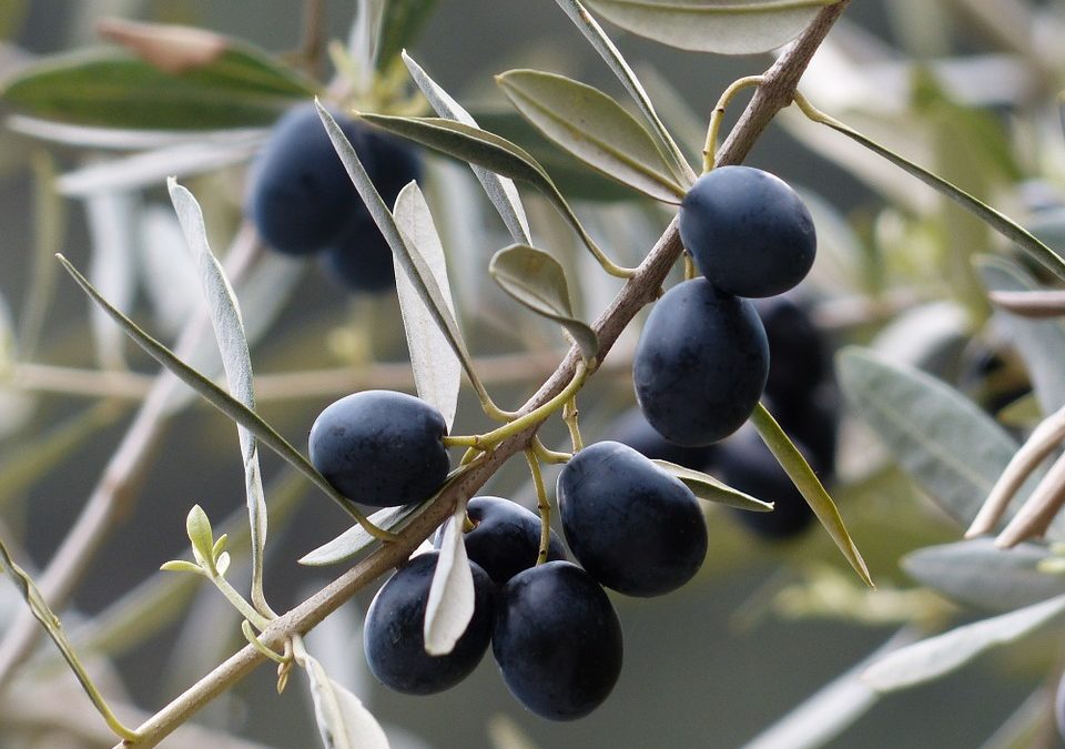 Il cibosofo e le olive