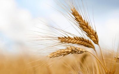 Il Cibosofo e il grano